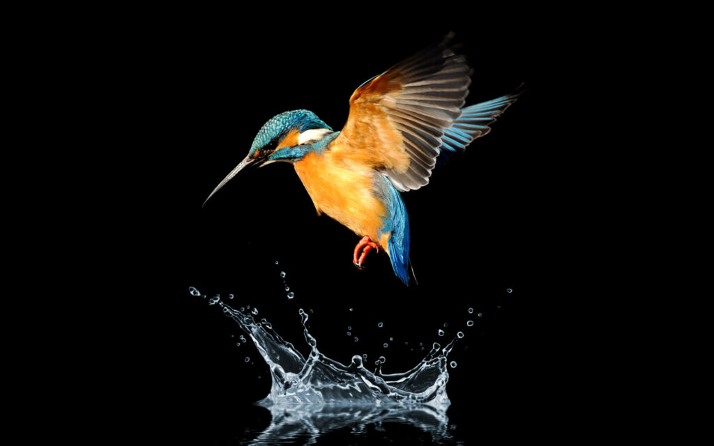 Stunning Hummingbird Wallpaper: Elegance & Motion on Black Background
