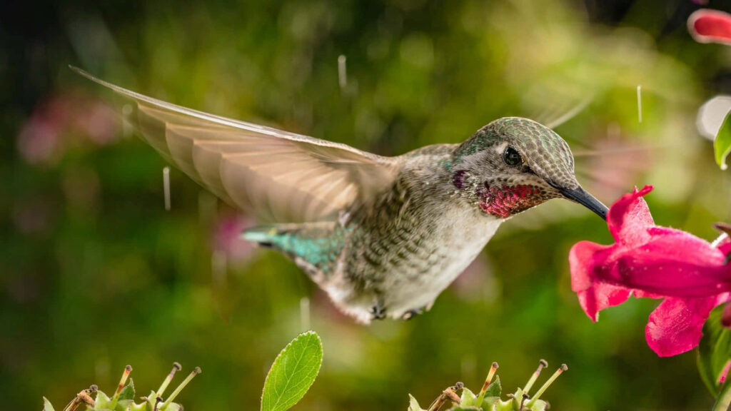 Elegant Hummingbird Near Bright Pink Flower on a Summer Day Wallpaper