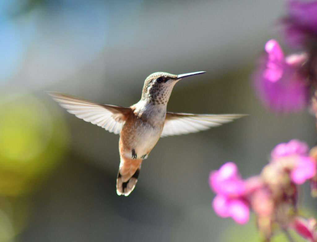 Vibrant Hummingbird Amid Colorful Background & Elegant Pink Flowers Wallpaper