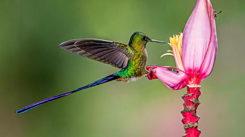Vibrant Hummingbird Feeding on Pink Banana Flower Wallpaper