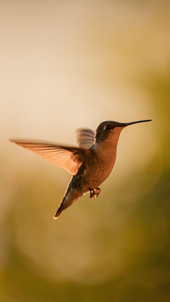 Hummingbird in Mid-Flight: Vibrant Wings Against Soft Background Wallpaper