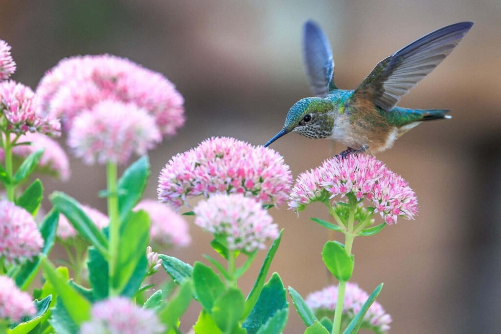 Serene Hummingbird Wallpaper Among Pink Blossoms & Green Foliage