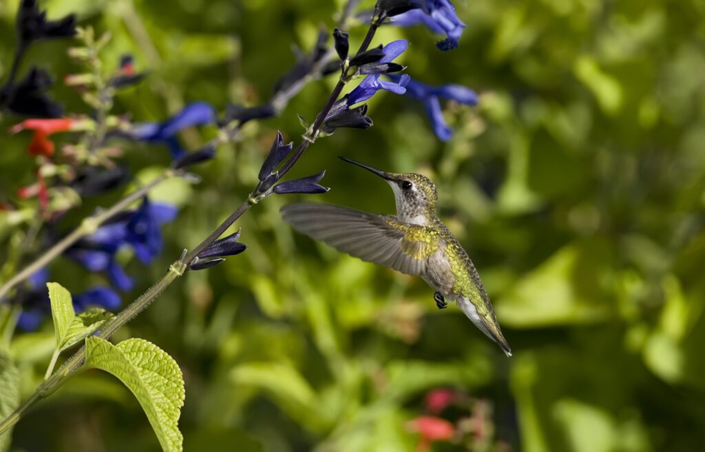Vibrant Hummingbird Wallpaper: Nature's Colorful Flower Scene