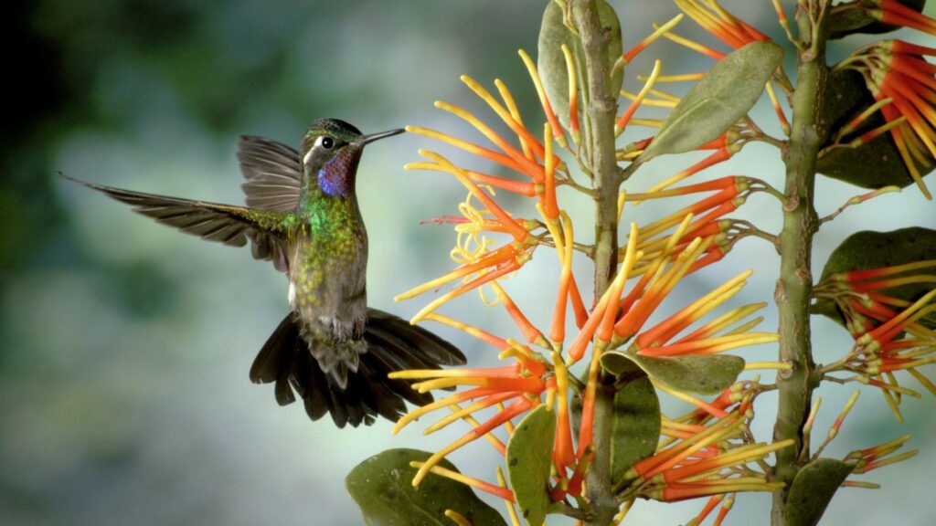 Vibrant Hummingbird Wallpaper: Iridescent Beauty Near Orange Flower