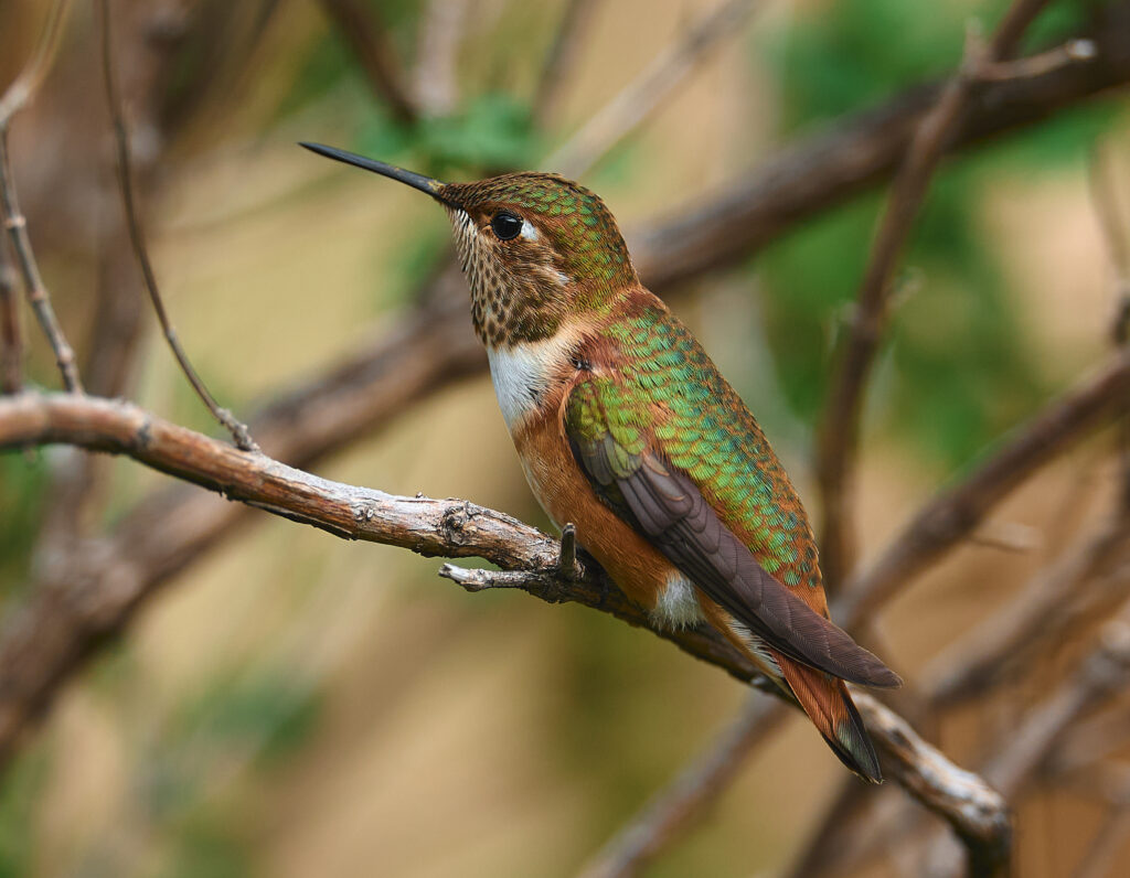Vibrant Hummingbird Wallpaper: Serene Nature-Inspired Background