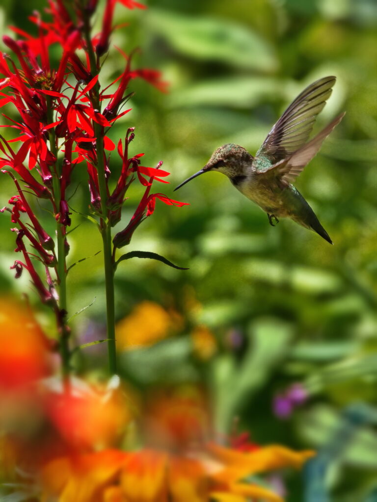 Vibrant Hummingbird Wallpaper: Iridescent Beauty & Floral Contrast