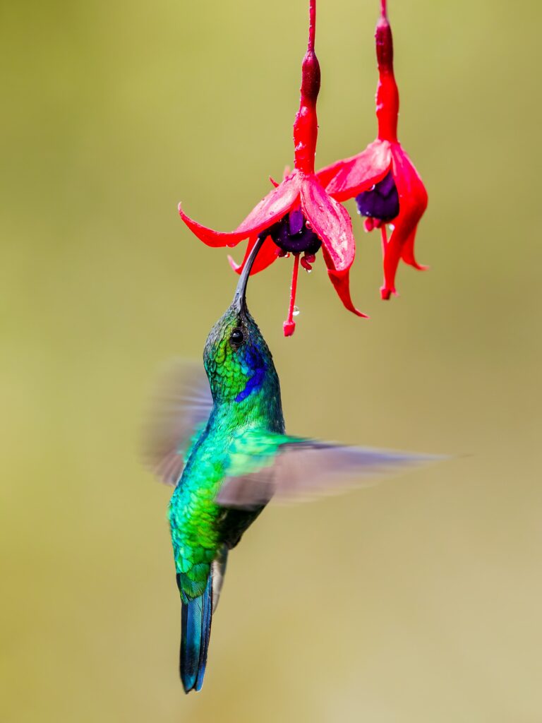 Vibrant Hummingbird Wallpaper: Mid-Flight Beauty Among Fuchsia Flowers