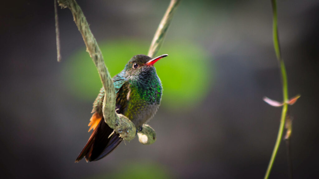 Vibrant Hummingbird on Root: Tranquil Nature Wallpaper Background