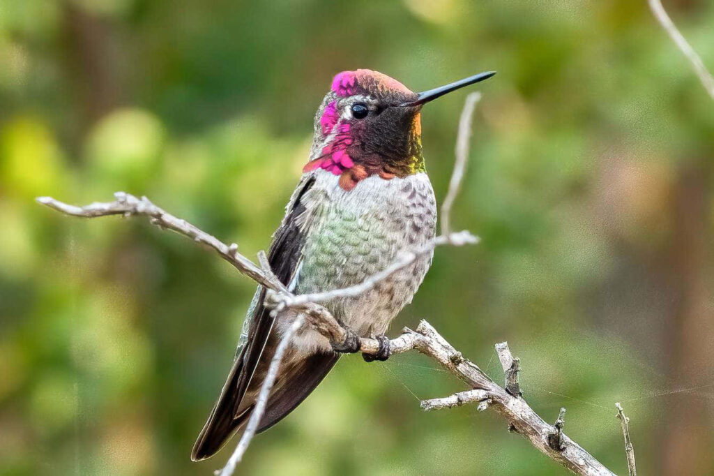 Vibrant Hummingbird Close-Up Wallpaper with Iridescent Feathers