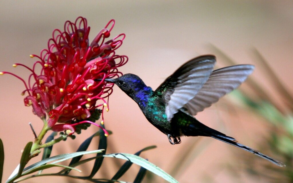 Vibrant Hummingbird Mid-Flight with Striking Red Flower Wallpaper