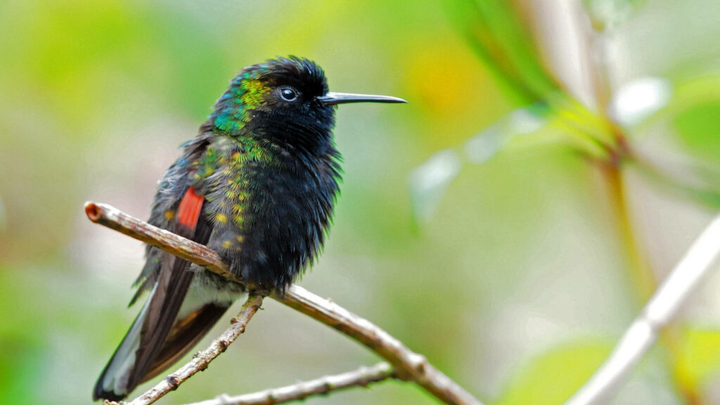 Vibrant Hummingbird Wallpaper: Iridescent Feathers on Greenery