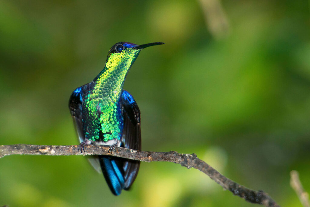 Vibrant Hummingbird Wallpaper: Iridescent Beauty in Nature's Blur