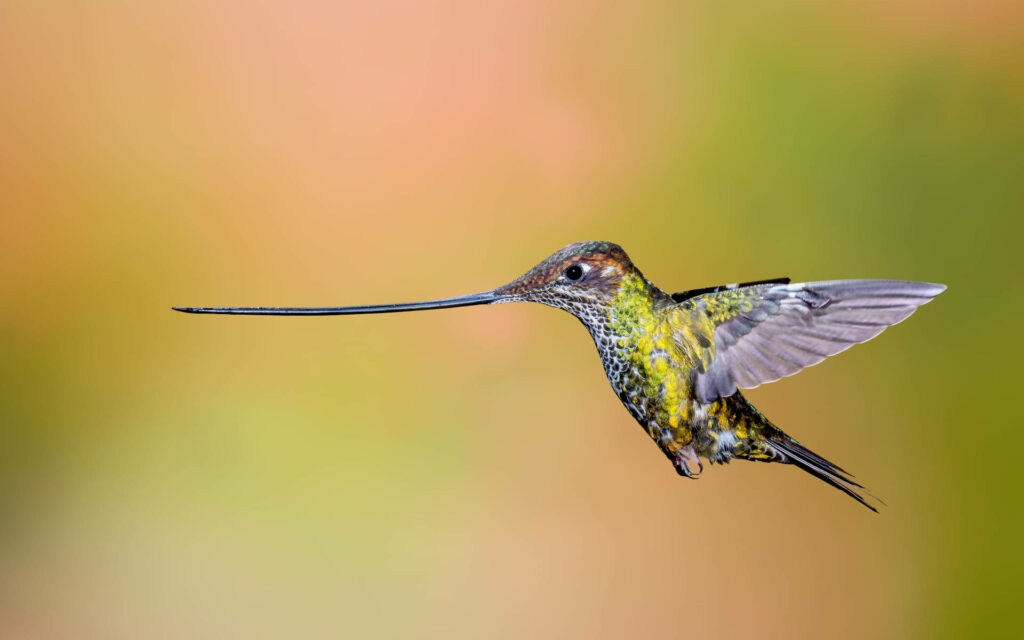 Vibrant Hummingbird in Flight with Blurred Background Wallpaper