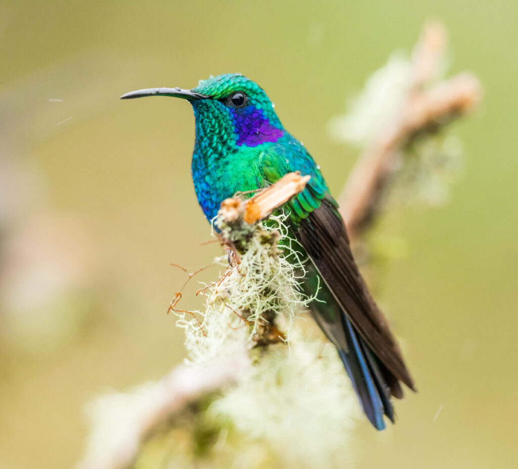 Vibrant Hummingbird Wallpaper: Colorful Nature Background