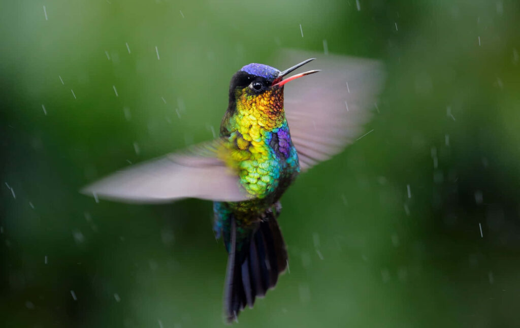 Vibrant Hummingbird Wallpaper: Iridescent Beauty on Green Background