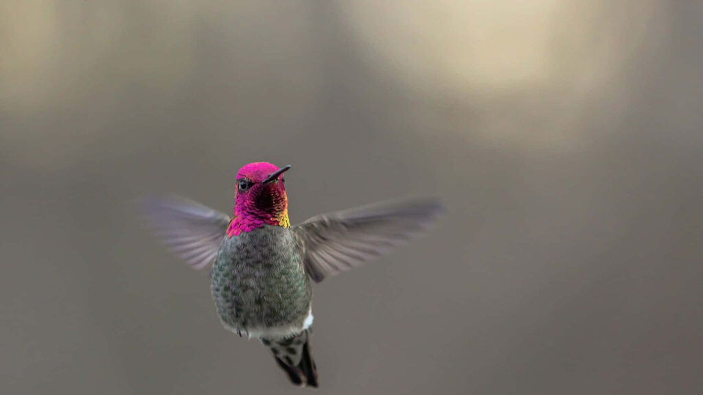 Vibrant Hummingbird with Iridescent Plumage Against Soft Background Wallpaper