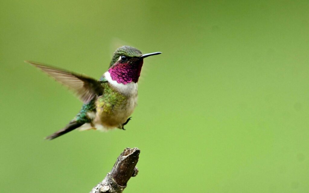 Vibrant Hummingbird Mid-Flight: Nature-Inspired Wallpaper Background