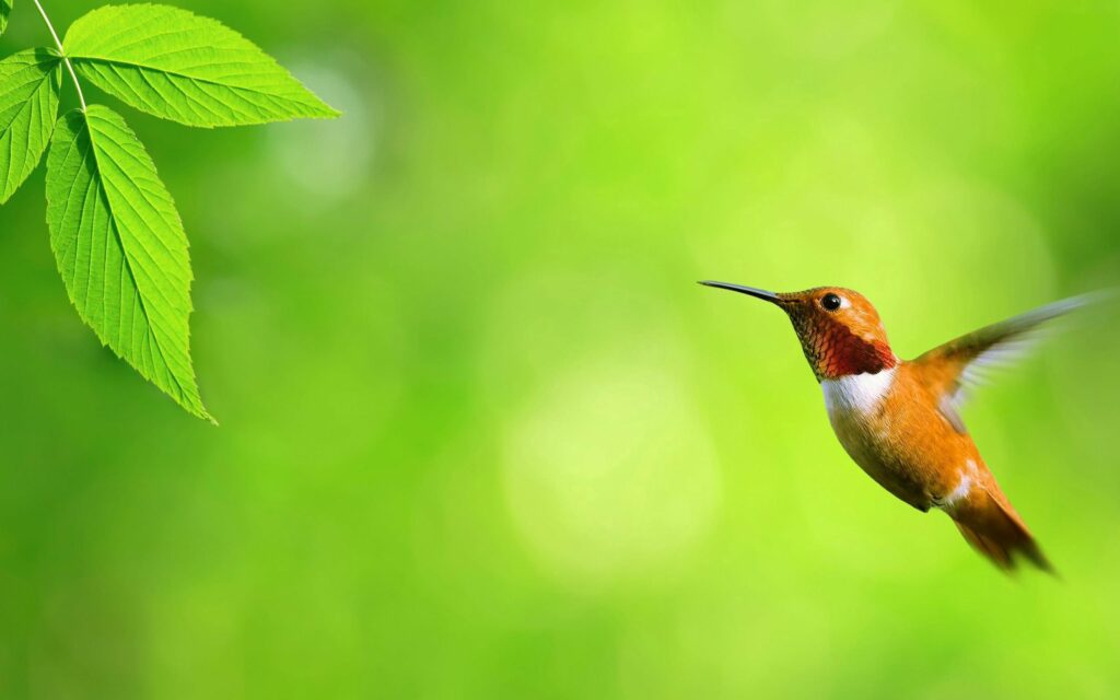 Vibrant Hummingbird Wallpaper: Mid-Flight on Lush Green Background