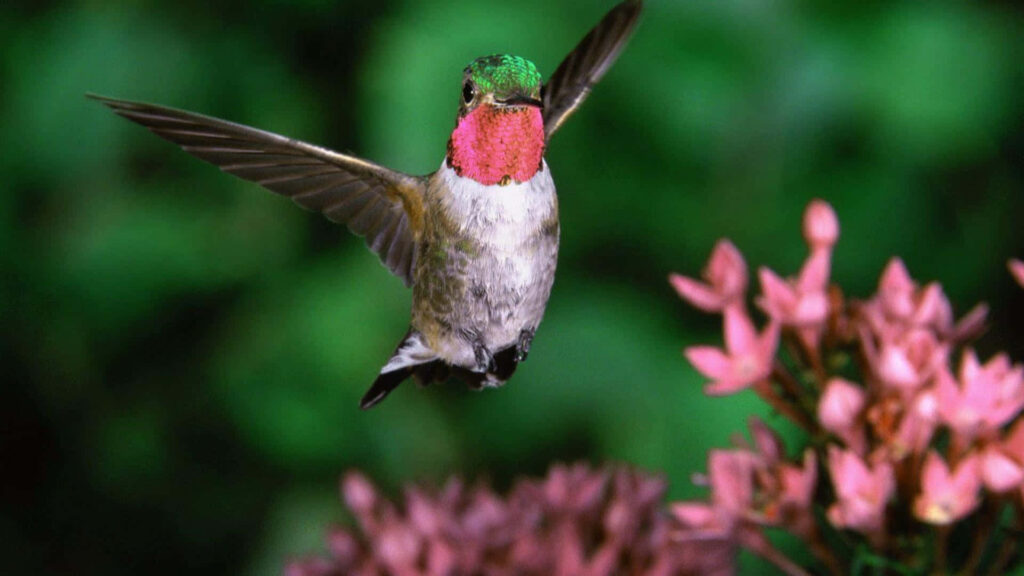 Vibrant Hummingbird at Window: Nature's Beauty with Pink Flowers Wallpaper