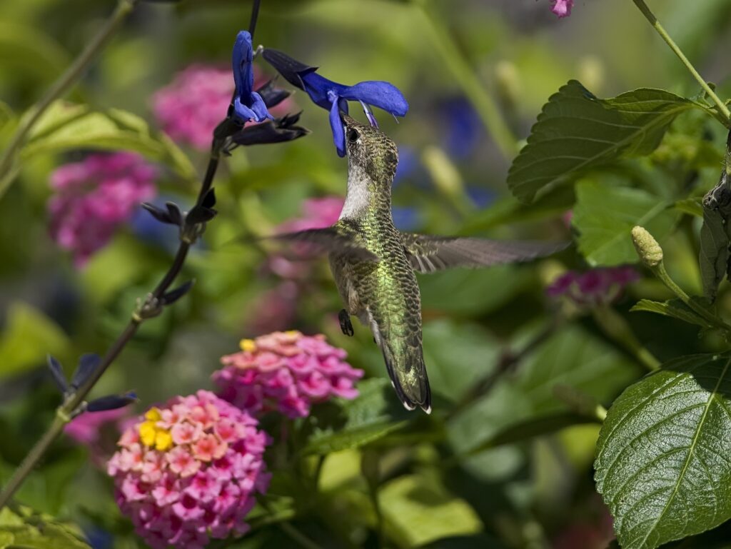 Colorful Hummingbird in Flight: Vibrant Floral Wallpaper