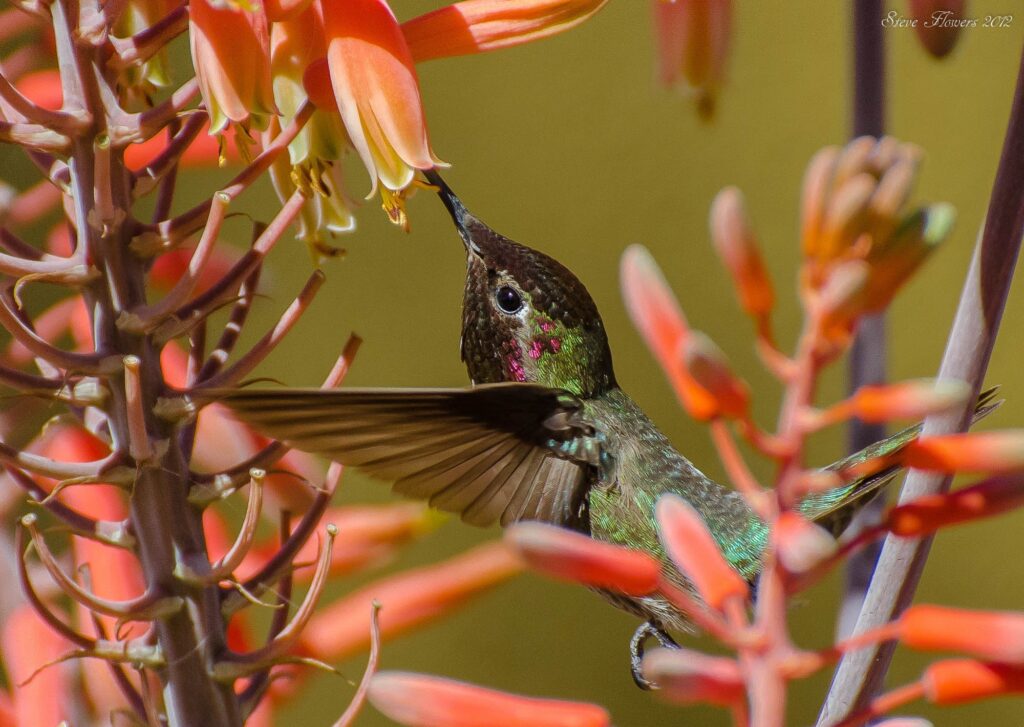 Vibrant Hummingbird Wallpaper: Nature's Colorful Flight Scene