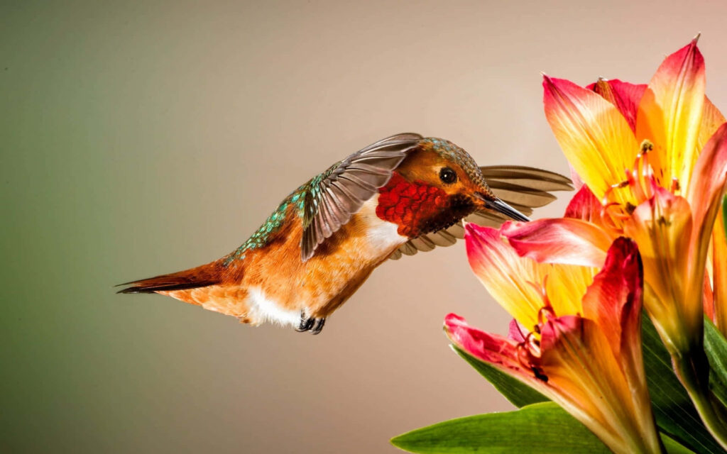 Vibrant Hummingbird Mid-Flight with Colorful Flower Background Wallpaper