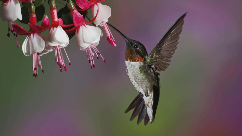 Colorful Hummingbird Wallpaper: Nature's Beauty in Motion