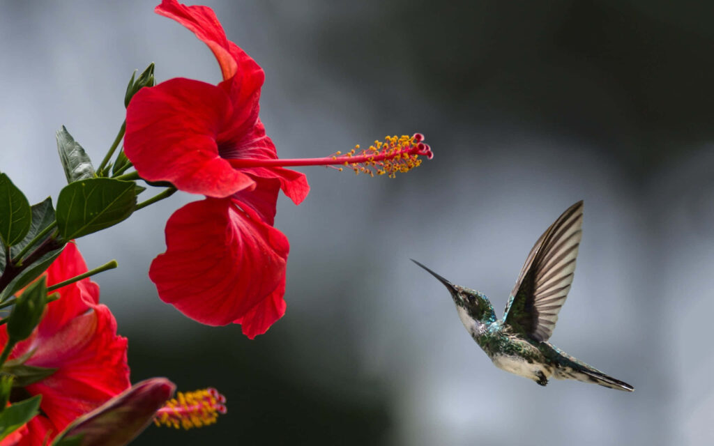 Vibrant Wallpaper: Hummingbird in Flight with Red Hibiscus Flower