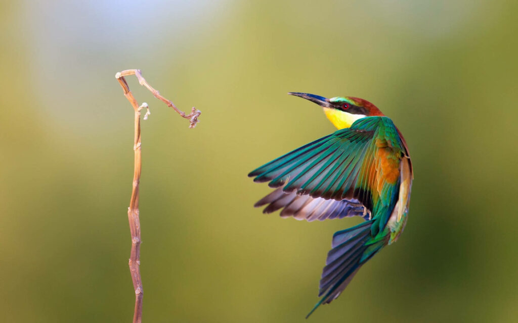 Vibrant Hummingbird Gracefully Hovers Near Twig - Nature's Elegance Wallpaper