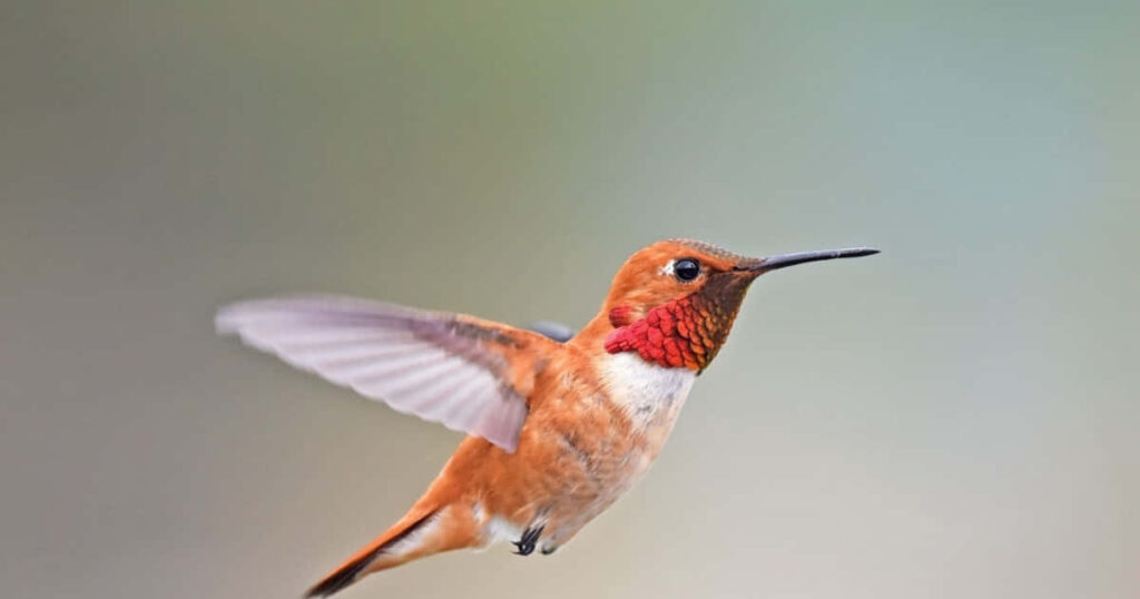 Vibrant Hummingbird in Flight Against Soft Blurred Background Wallpaper