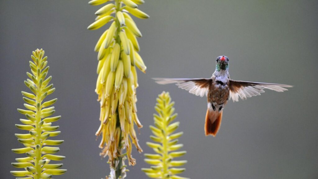 Vibrant Hummingbird Wallpaper: Nature's Serenity in 1920x1080