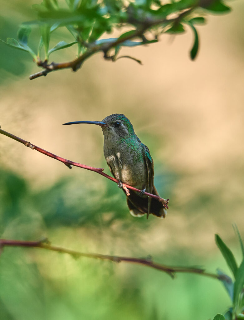 Vibrant Hummingbird Perched on Branch - Serene Nature Wallpaper