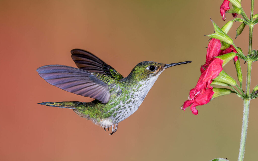 Vibrant Hummingbird Near Pink Flowers: Serene Nature Background Wallpaper
