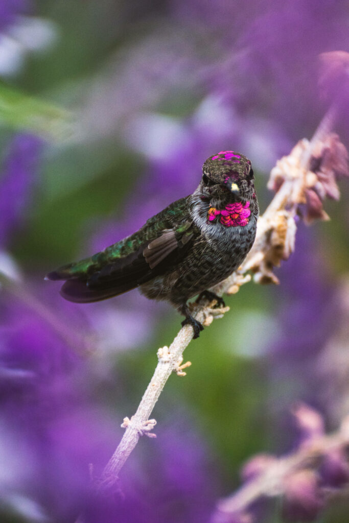 Vibrant Hummingbird Wallpaper: Iridescent Beauty in Nature