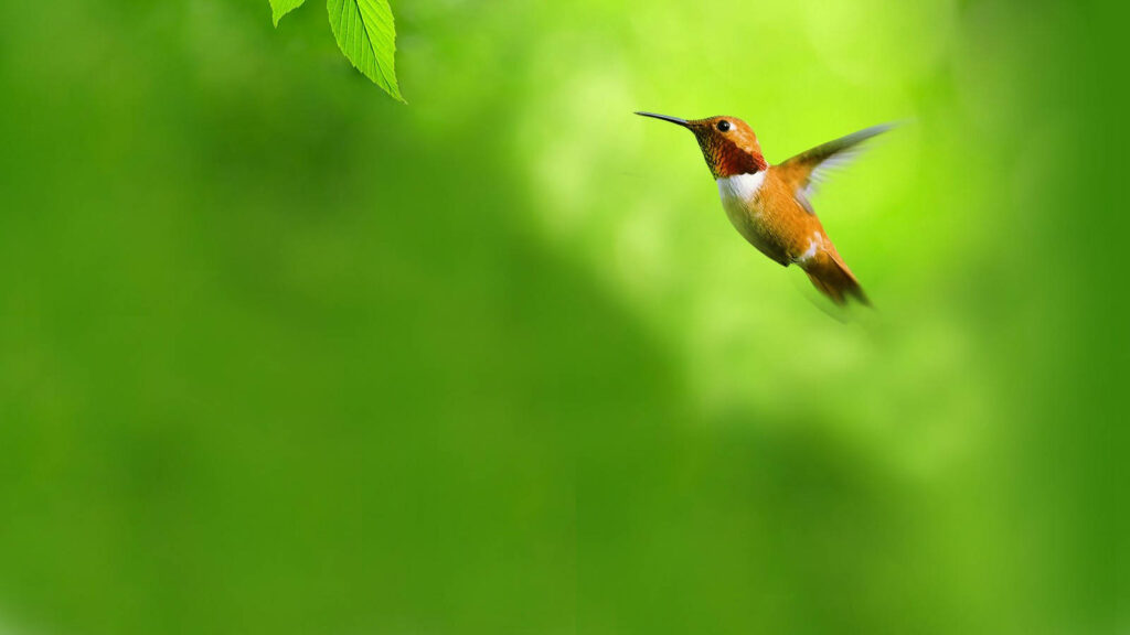 Vibrant Hummingbird in Flight - Lush Green HD Wallpaper