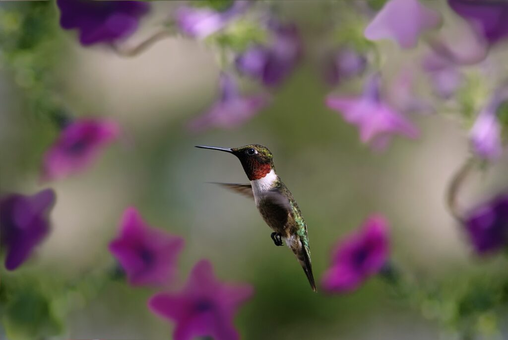 Vibrant Hummingbird in Flight Amid Blurred Purple Flower Background Wallpaper