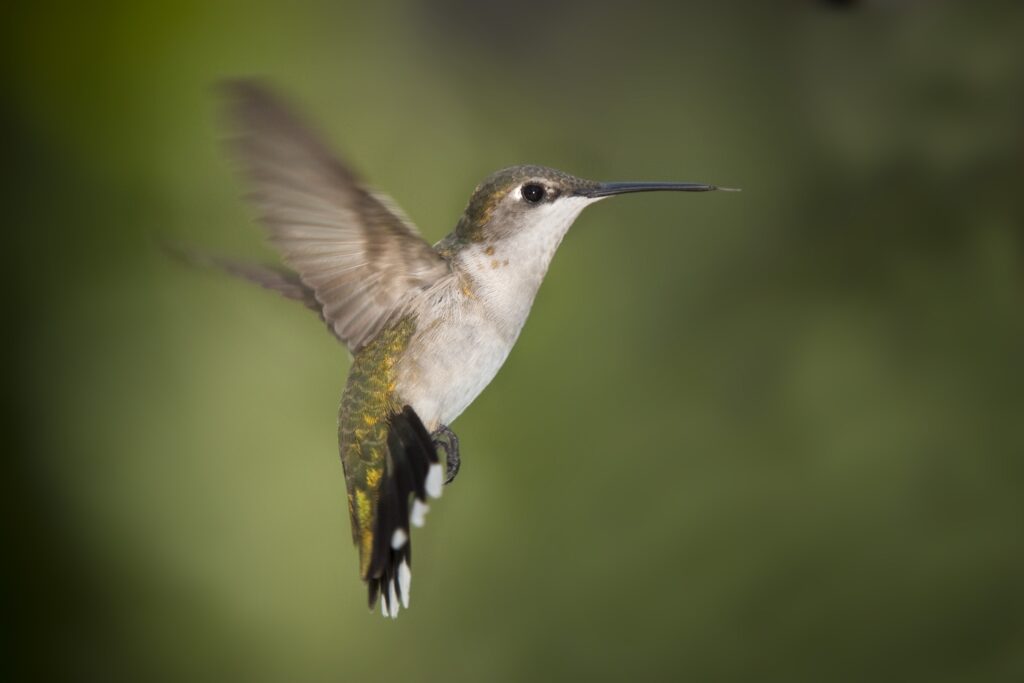 Hummingbird in Flight Wallpaper: Vibrant Feathers & Soft Green Background