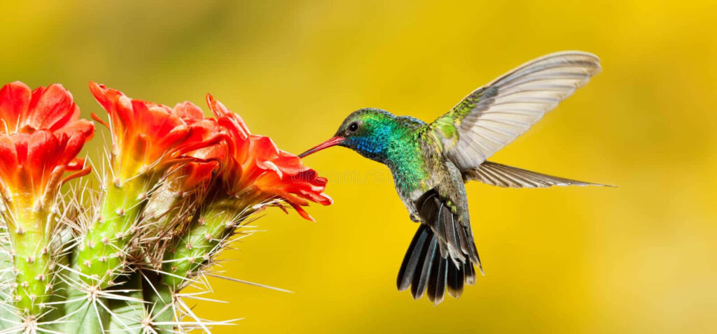 Vibrant Hummingbird Wallpaper Near Bright Red Flowers on Yellow