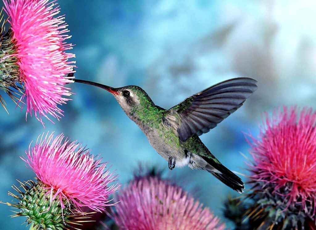 Vibrant Hummingbird Amid Pink Thistles: Serene Nature Wallpaper