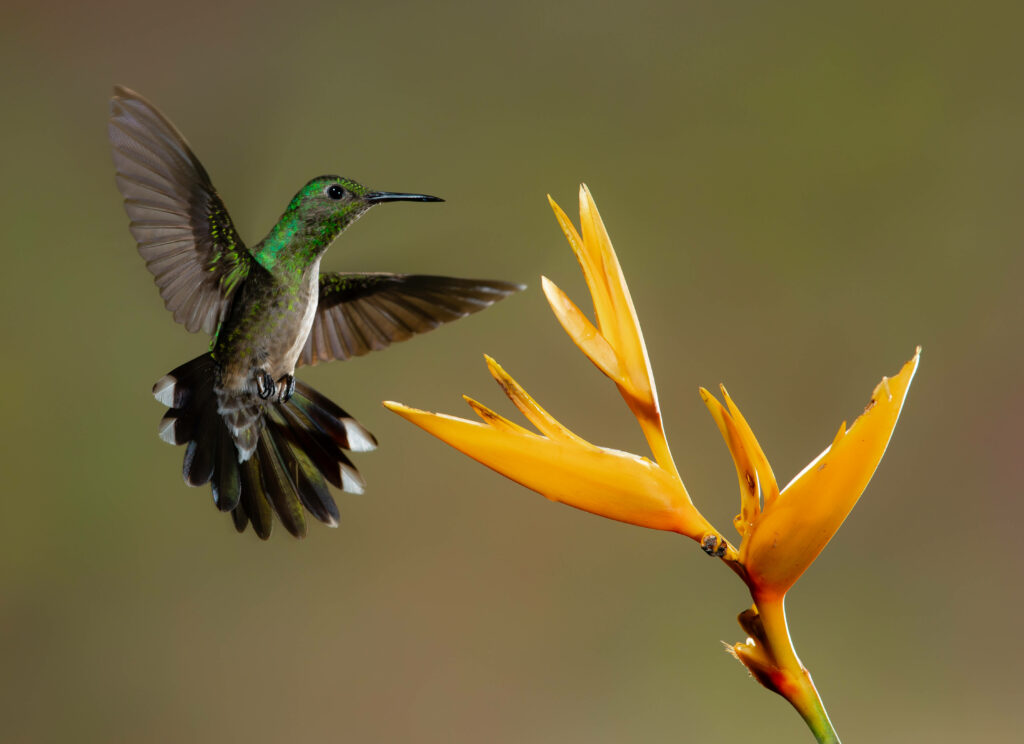 Hummingbird in Flight: Vibrant Wallpaper with Yellow Flower