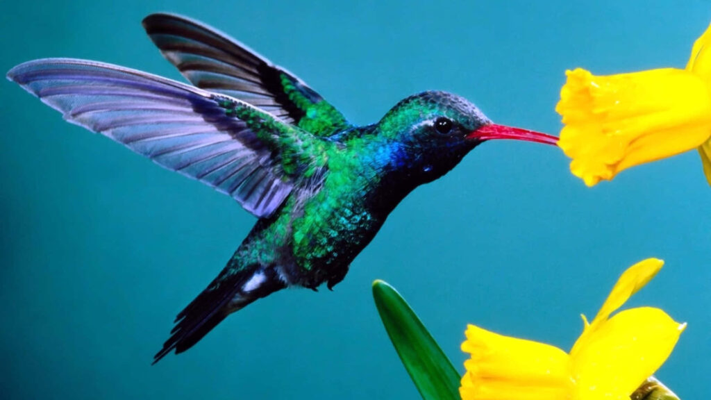 Vibrant Hummingbird Near Bright Yellow Flower in Natural Garden Wallpaper