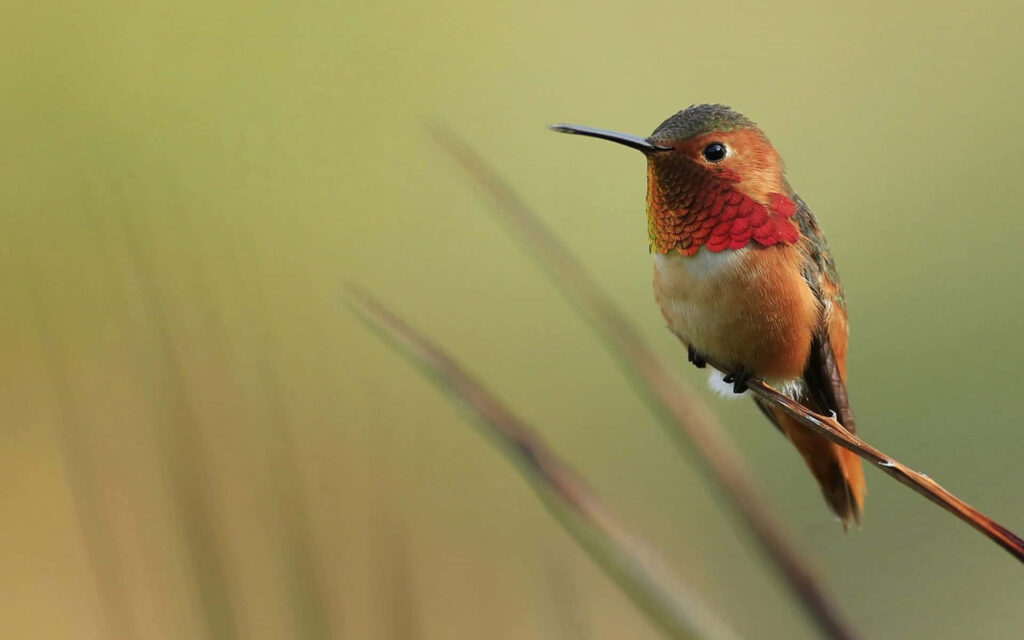 Iridescent Hummingbird in Flight on Soft Green Background Wallpaper