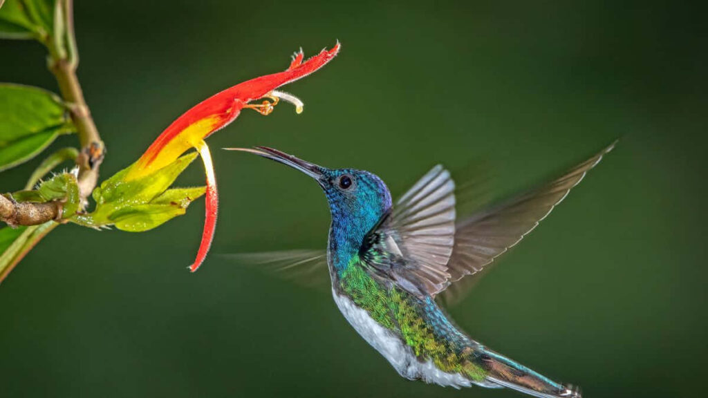 Stunning Hummingbird in Flight: Iridescent Beauty & Bold Flowers Wallpaper