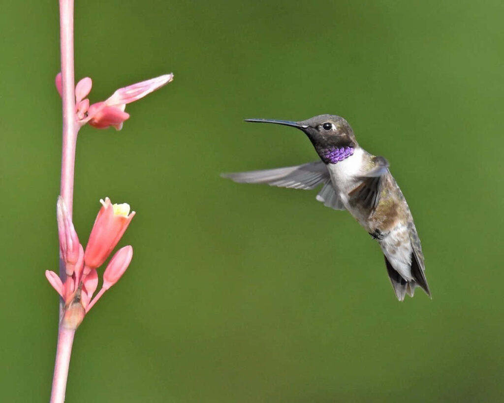 Vibrant Female Hummingbird in Flight from Pink Flower Against Green Wallpaper