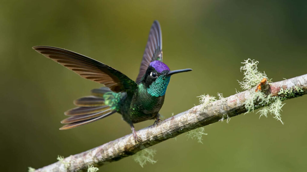 Vibrant Hummingbird on Lichen Branch: A Tranquil Summer Day Wallpaper