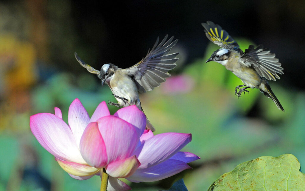 Serene Hummingbirds at Blooming Pink Flower - Lush Nature Wallpaper