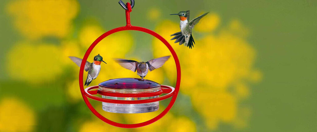Vibrant Hummingbirds at a Red Feeder: Lush Yellow Flower Background Wallpaper