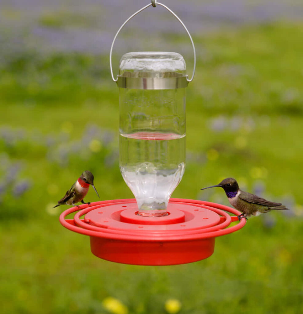 Vibrant Hummingbirds at Red Feeder Amidst Lush Green Background Wallpaper