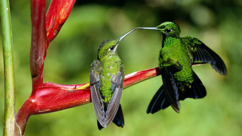 Green Hummingbirds on Red Flower - Vibrant Nature Wallpaper