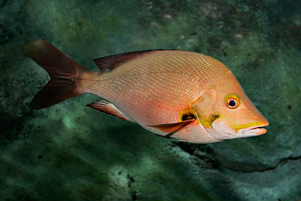 Vibrant Humpback Red Snapper Wallpaper in Textured Green Underwater
